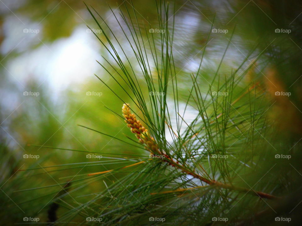 This is a close up of a pine tree branch and pine needles taken on a warm summer day in Indiana.