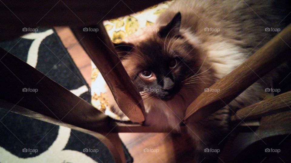 peeking through the chair