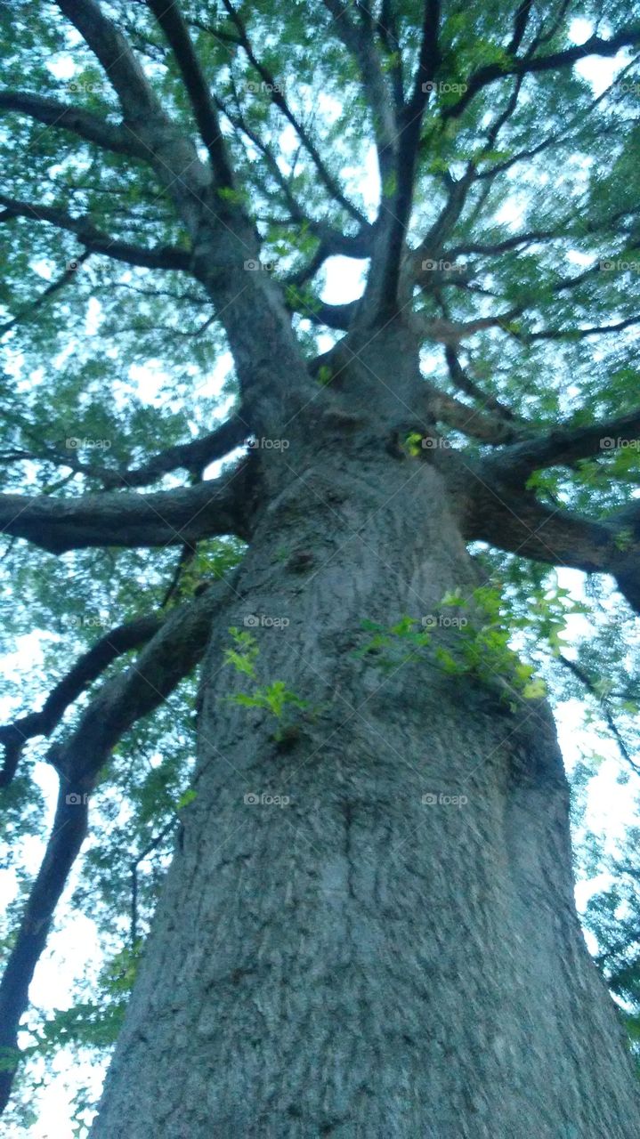 Tree, Wood, Nature, Trunk, Leaf