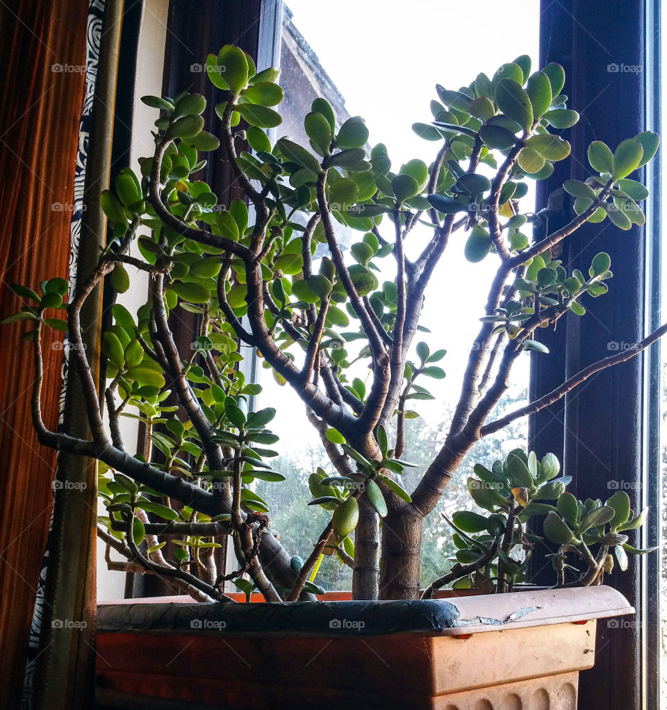 Crassula in a pot on a  window