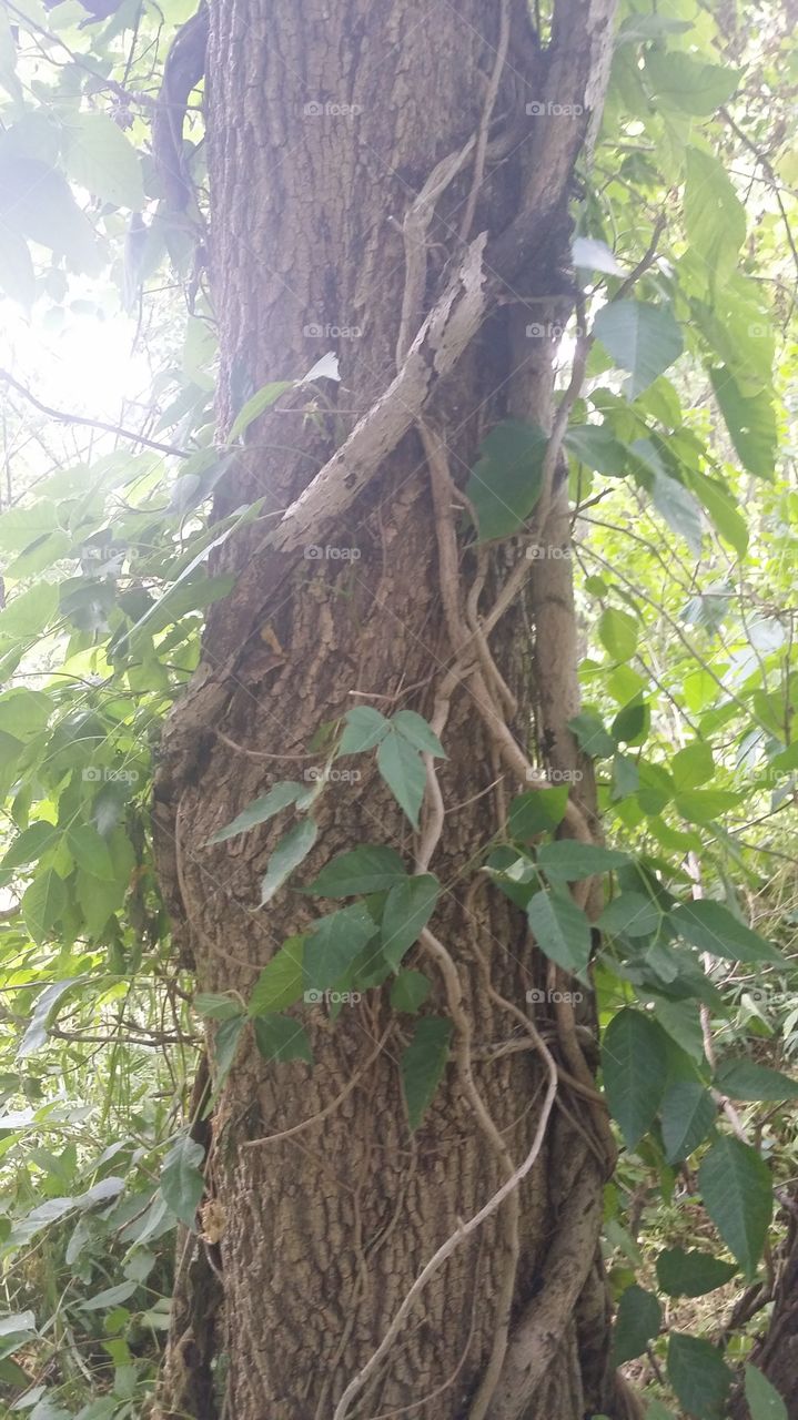 tree trunk wrapped in vines