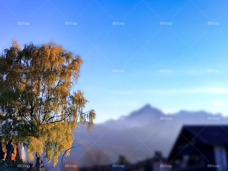 Fokus auf eine herbstliche Birke, im Hintergrund die Alpspitze in diesigem blau, Himmel in verschiedenen Blautönen, Hausdächer rechts im Bild