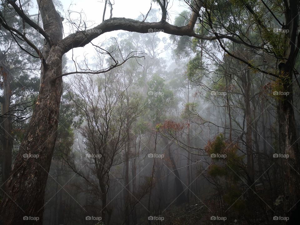 Misty forest