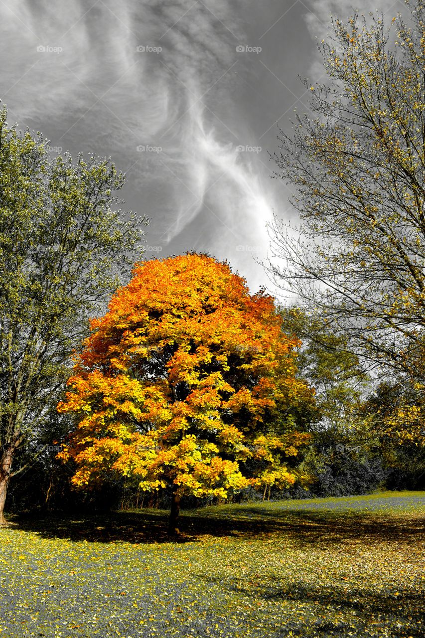 tree outdoor clouds fall autumn floral