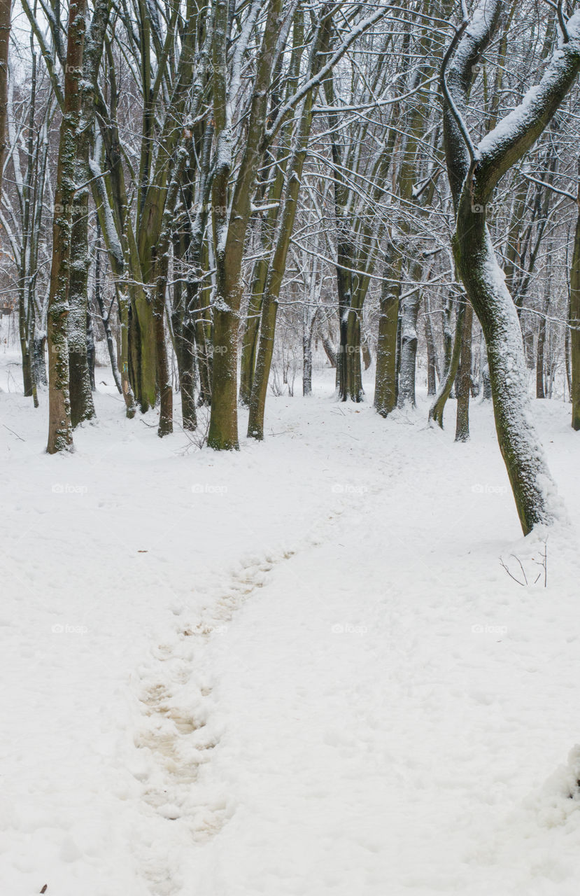 View of trees in forest during winter