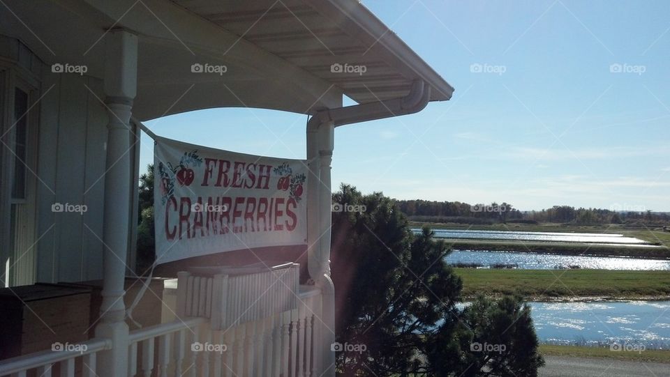 Fresh Cranberries For Sale