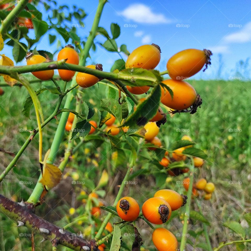 rose hips against blue sky