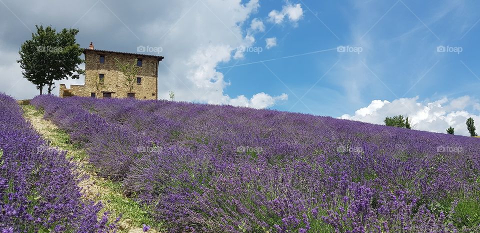 Lavender field