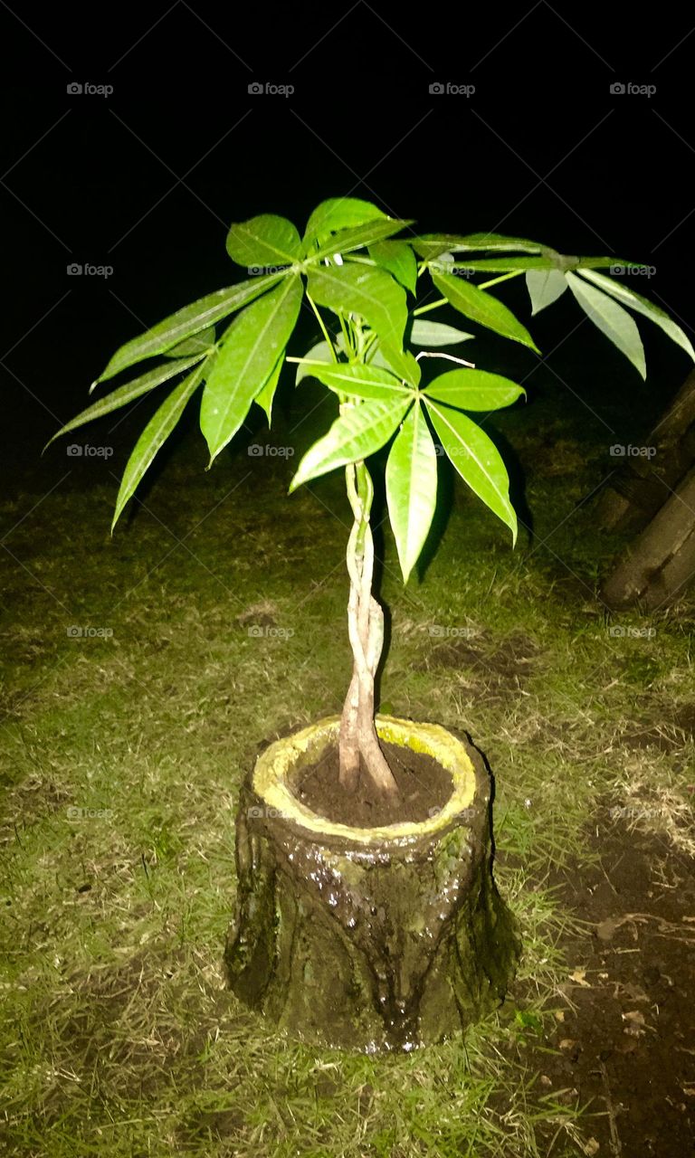  My prosperous Money tree 