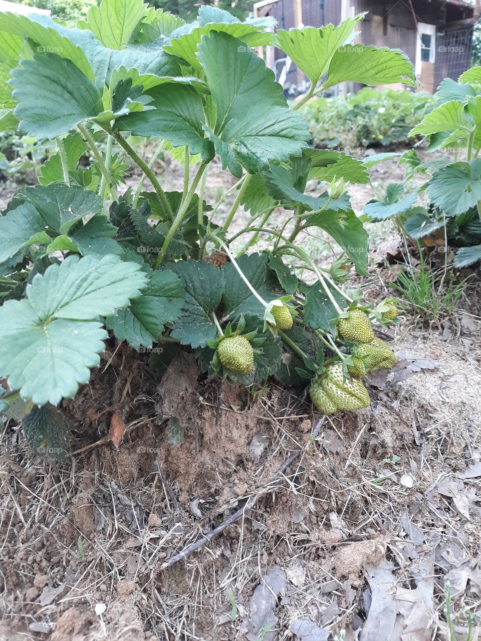 Green Strawberries