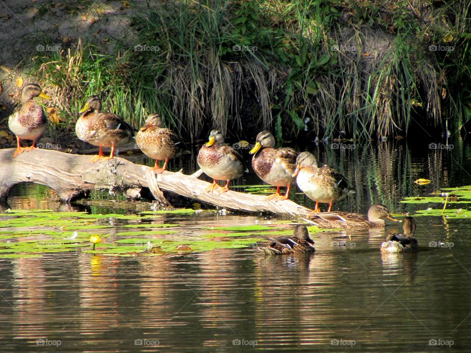 Ducks on the lake