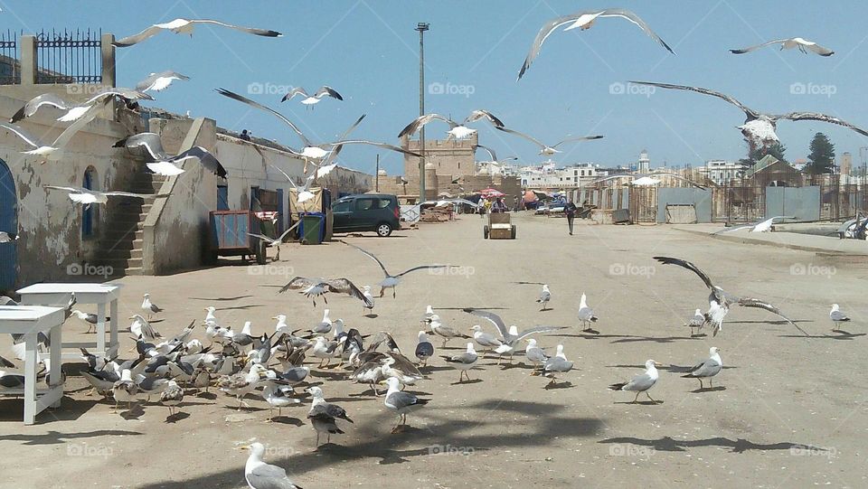 Wildlife in urban city at essaouira in Morocco.