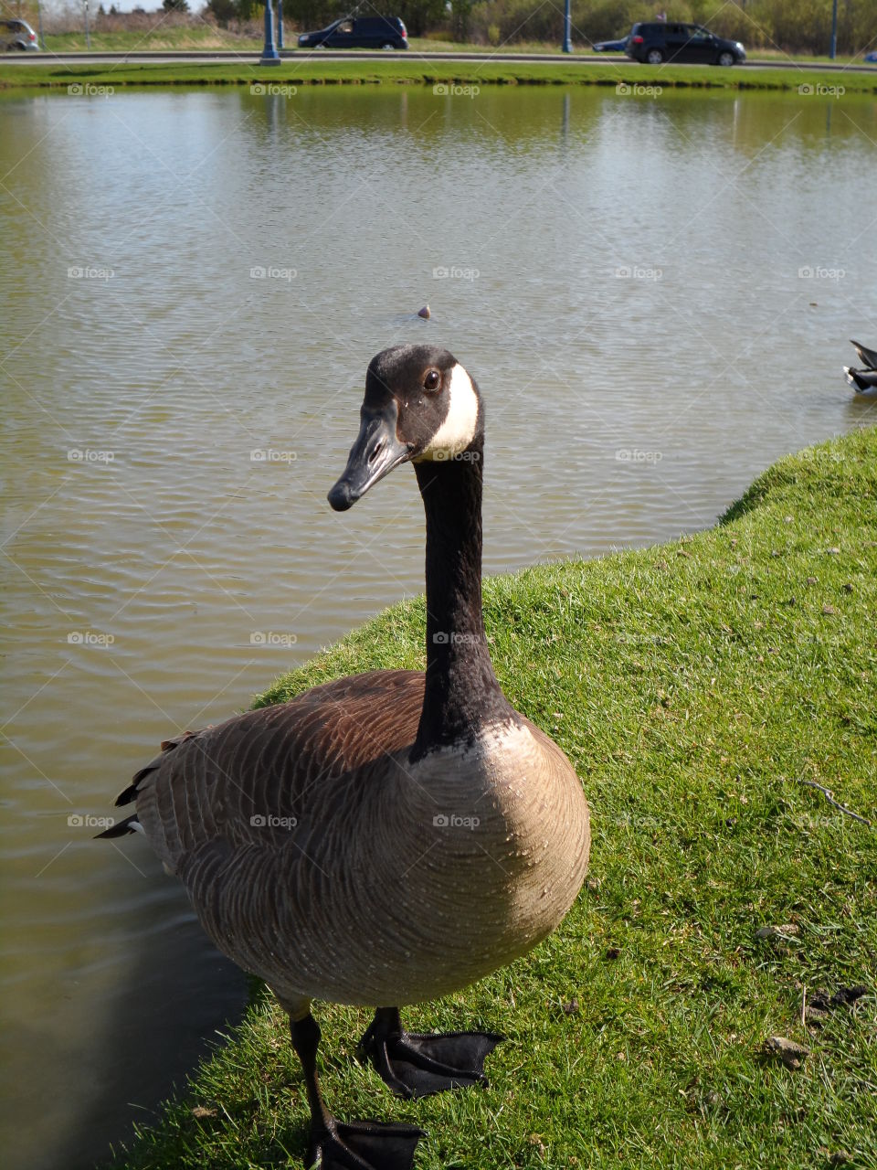Goose on the shore. Canadian goose taking advantage of the sunny day