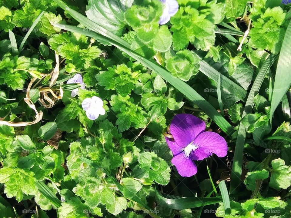 flowers in the yard