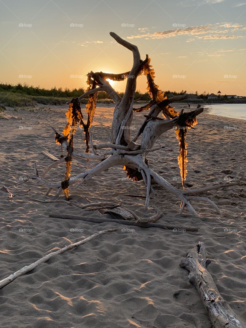 Oddly shaped log that washed up on The Dunes in Bouctouche, New Brunswick. With seaweed draped over the edges it makes for a spectacular sunset.,