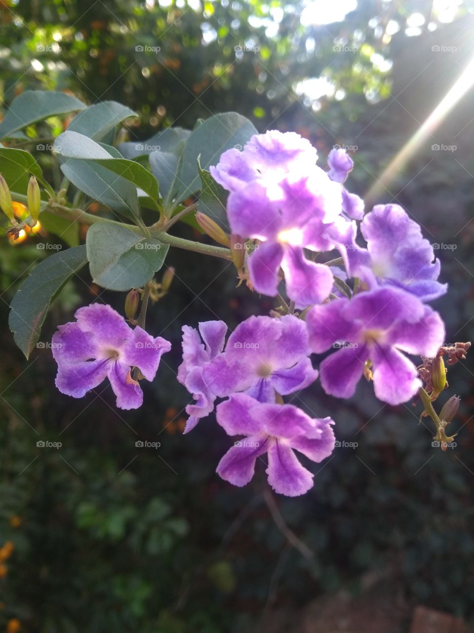 Flores Lilás