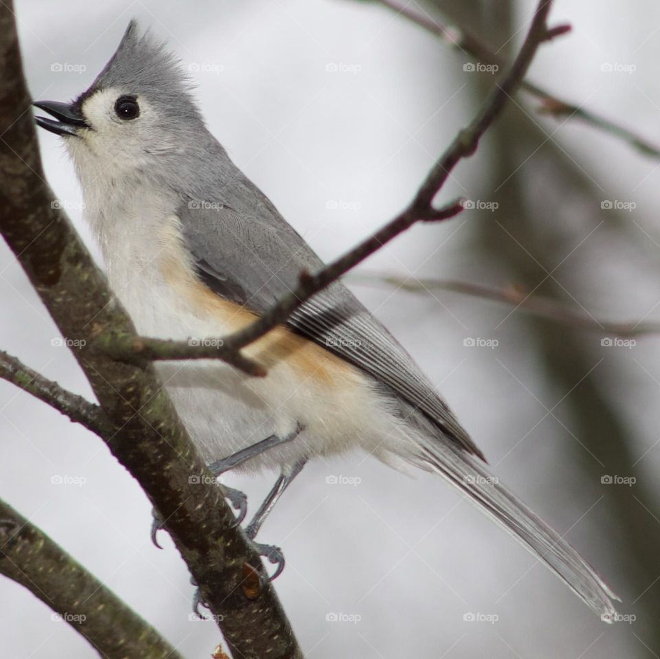 Forest’s Alarm; Tufted Titmouse
