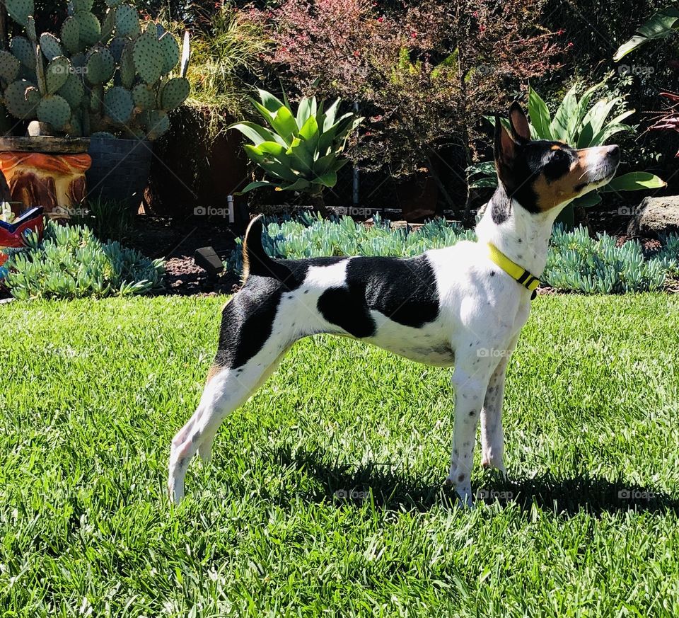 Profile picture of rat terrier standing in green grass on a sunny day 