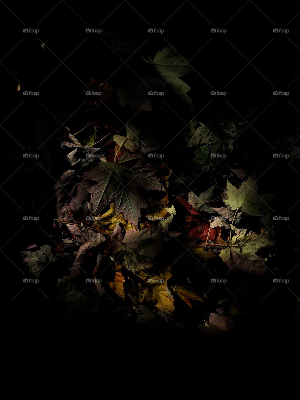 Forest floor in autumn