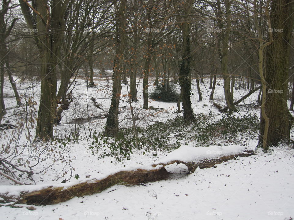 Woodland Snow