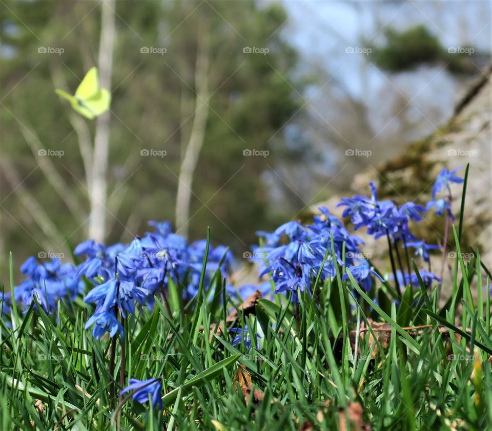 Birmstone and squill