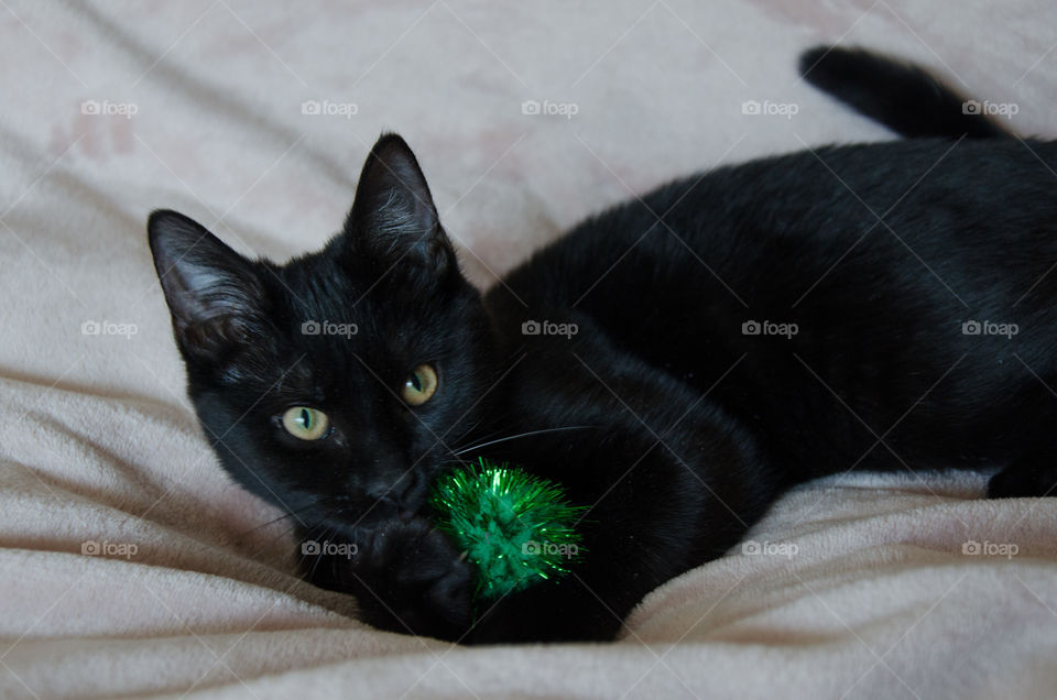 Young black kitten with a green toy