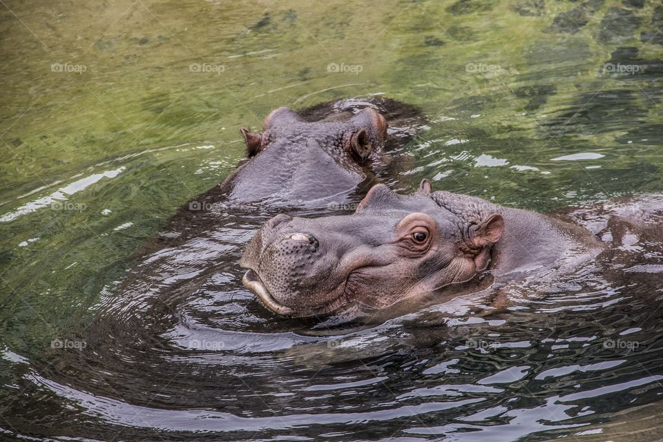 Swimming hippos