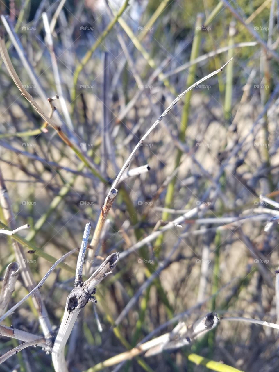 Nature, Bird, Outdoors, Wildlife, Tree