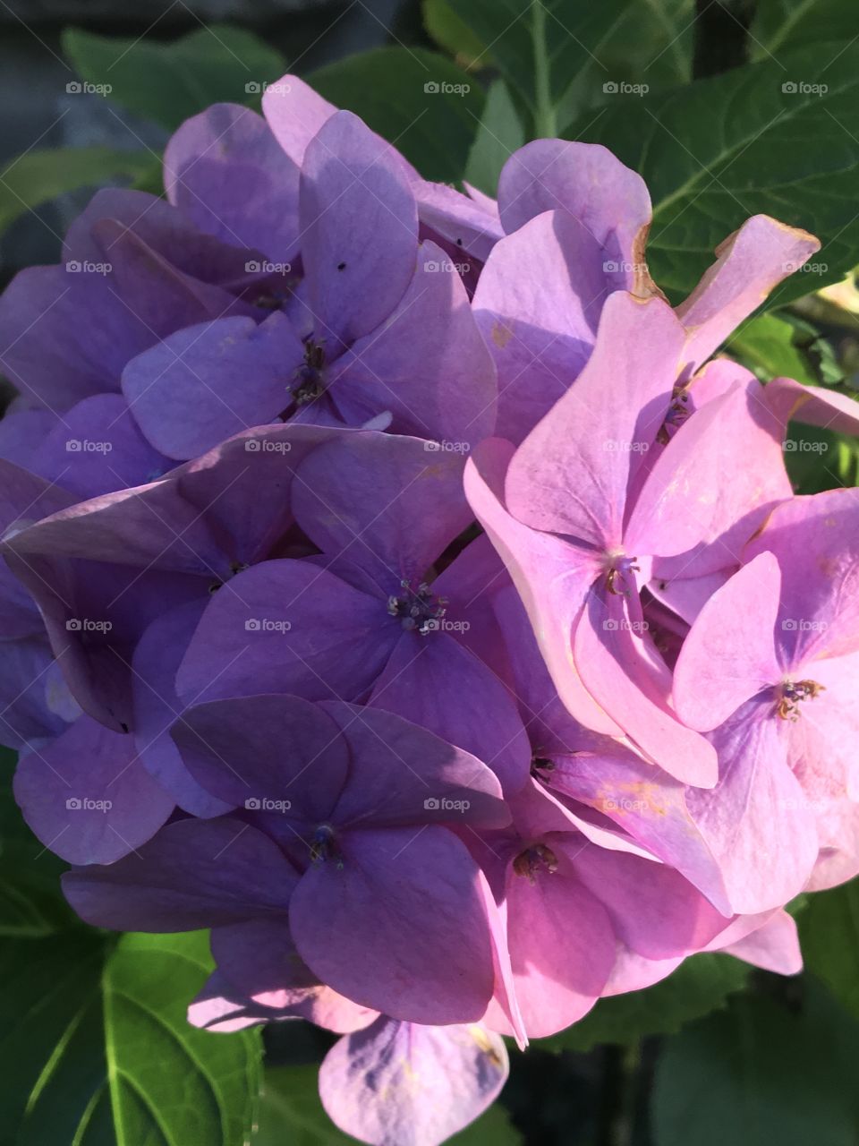 Last summer blooming of hydrangeas 