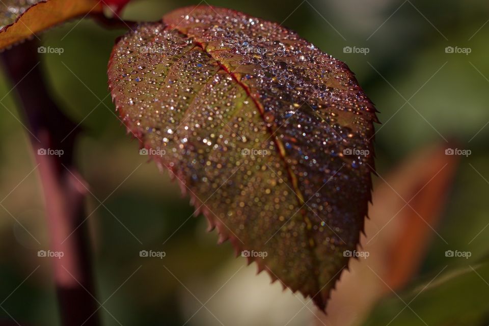 Water Drops On Leaf