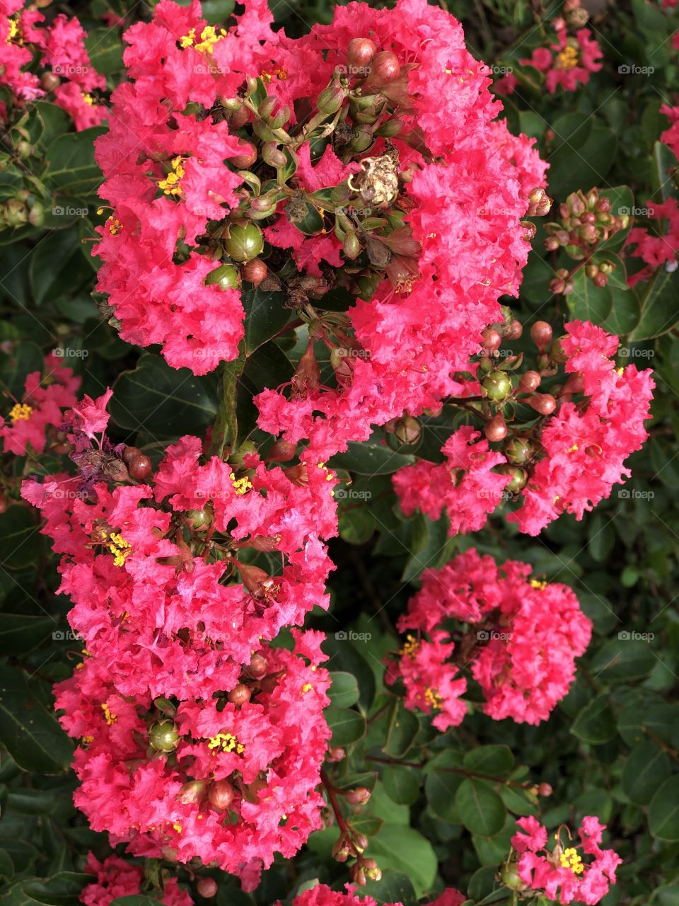 Pink Crepe Myrtle - close up