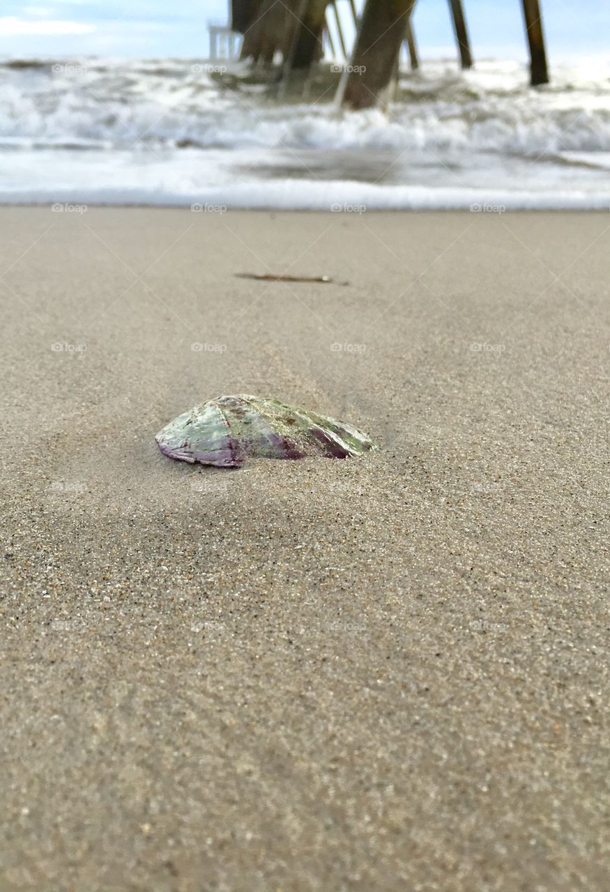 Single seashell in the sand on beach outdoors ocean 