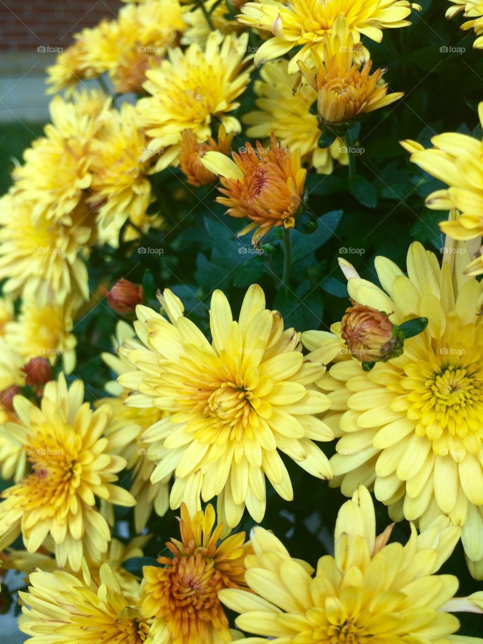 Yellow flowers 