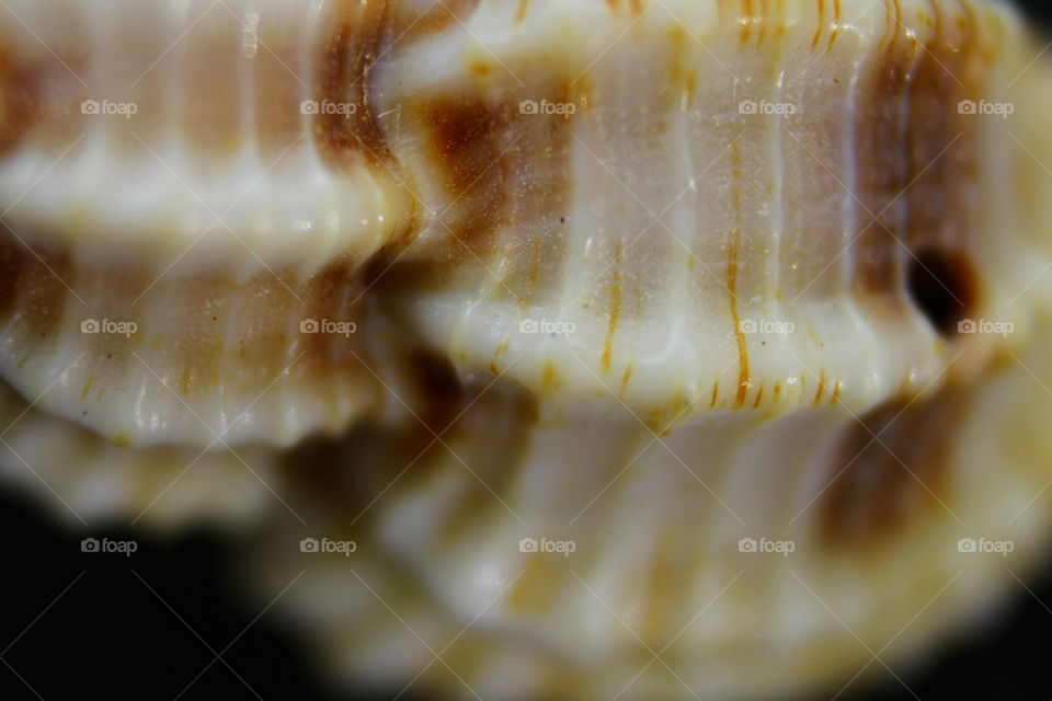 macro of seashell