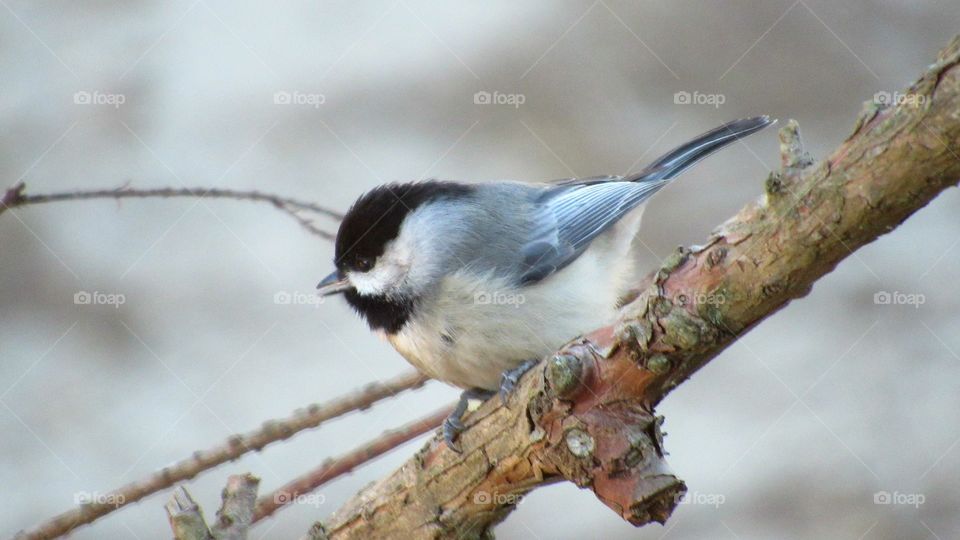 Chickadee