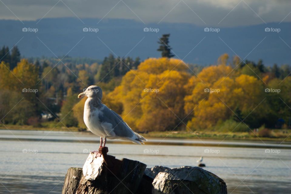 A gull catching some morning rays before the inevitable autumn rainstorm looming over the mountains.  She is perched on a pier with the vibrant golden leaves of the trees brightly shining across the estuary.  