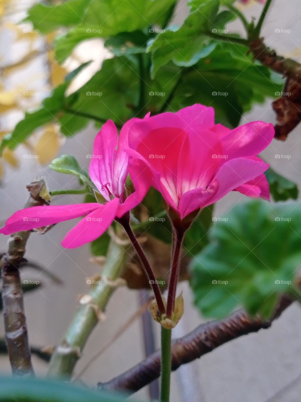 pink geranium - geranio rosa