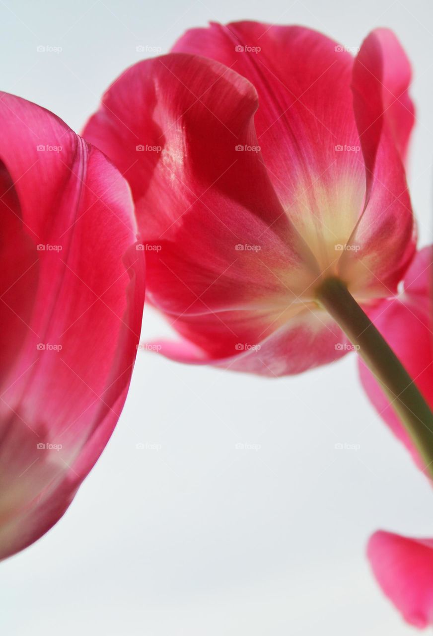 tulips perspective from the ground