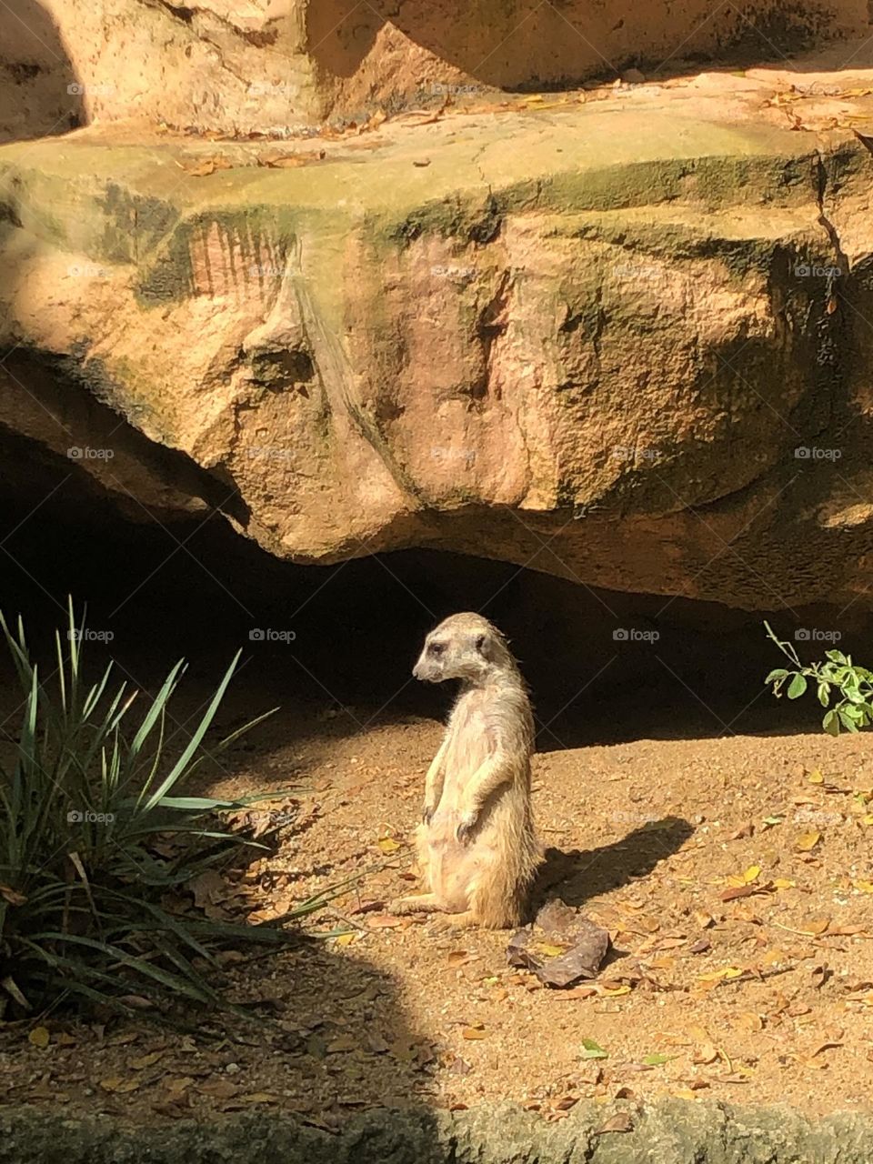 An awkward looking weird meerkat.