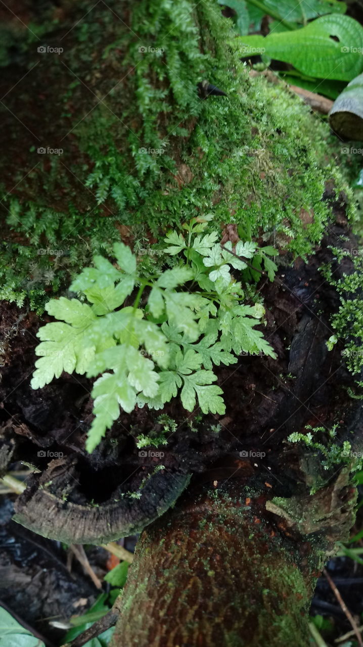 NATURE, ENVIRONMENT, FOREST, MOSS, FUNGI.