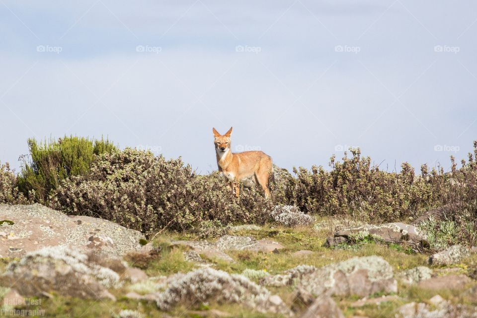 Ethiopian wolf 5