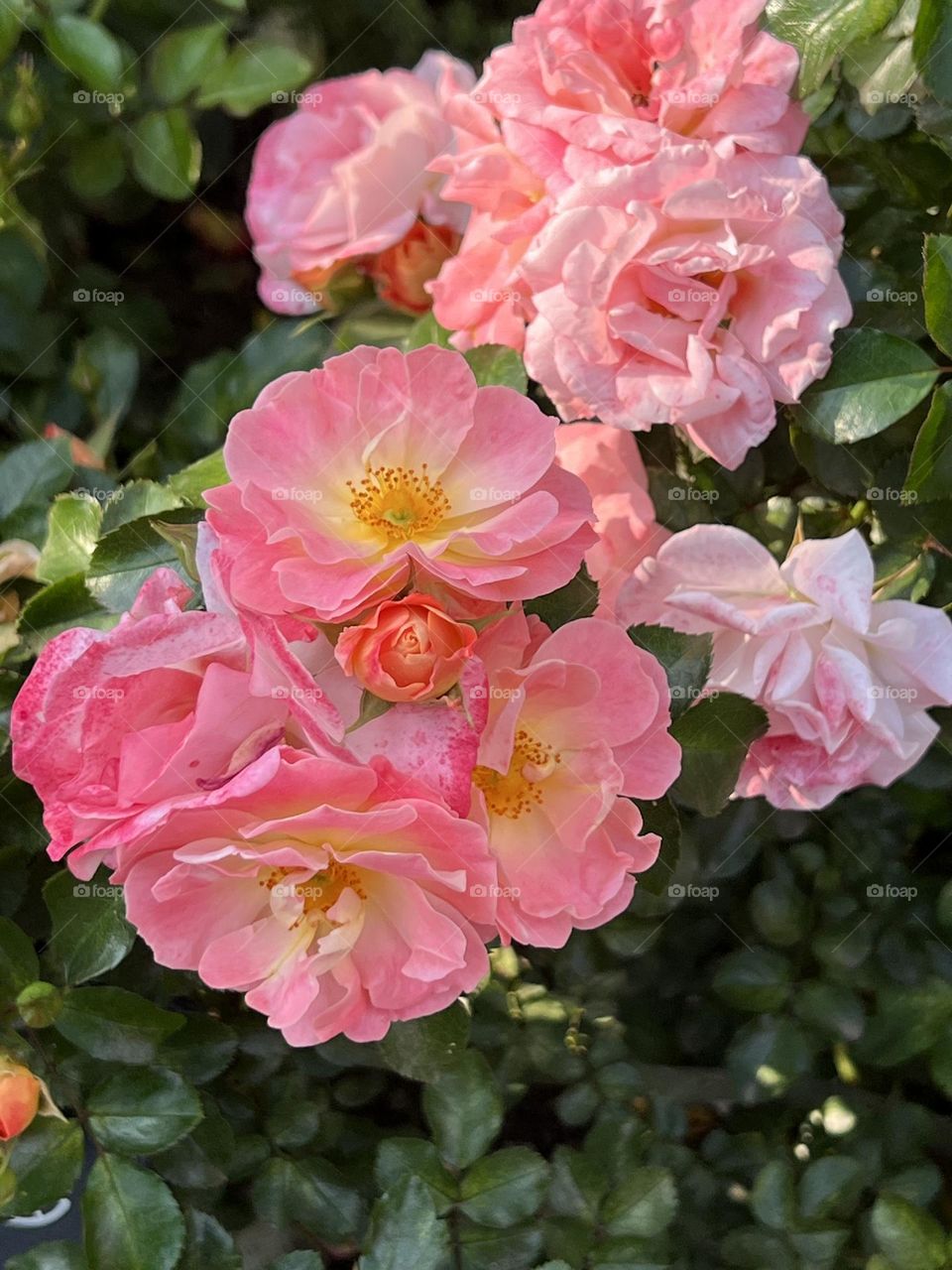 Flowers in Yuanshan Flower Expo Park