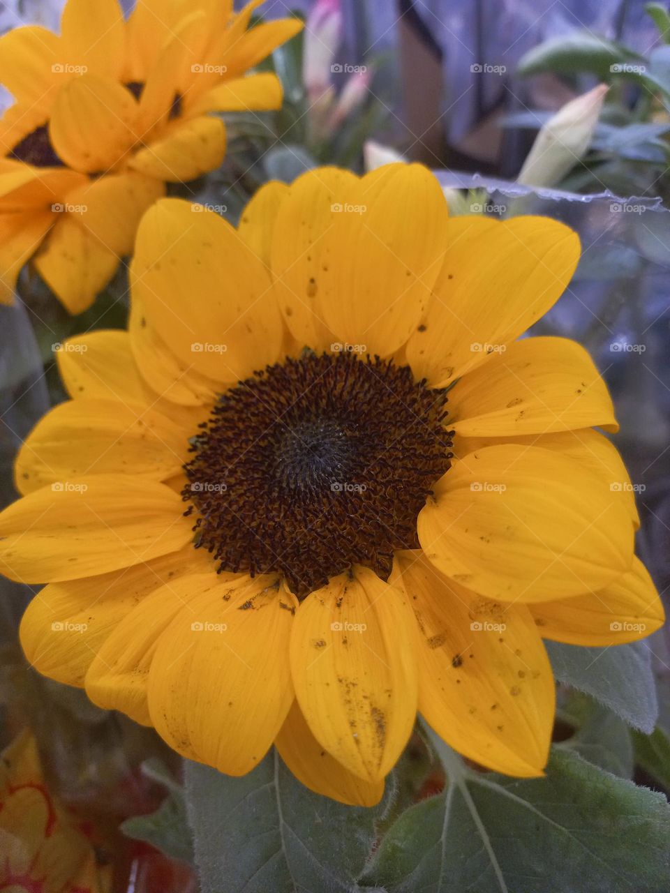 Girassol mini Bright. Arbusto de textura herbácea, anual ereto, pouco ou não  ratificado, originário dos Estados Unidos.  Além da sua beleza característica,  o girassol é uma flor versátil, já que é possível,  aproveitar todas as suas partes.