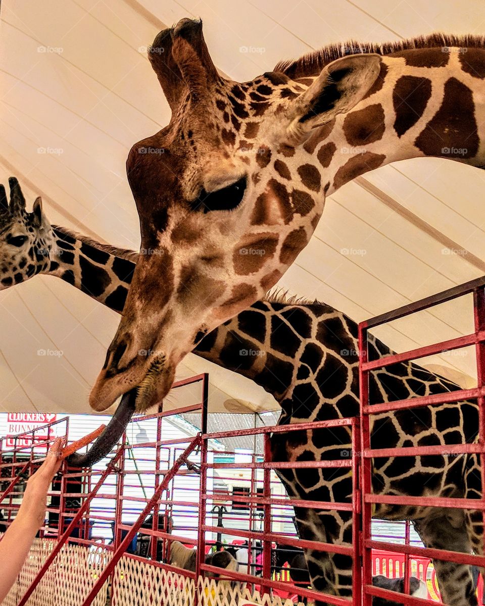 Giraffe eating with tongue on carrot