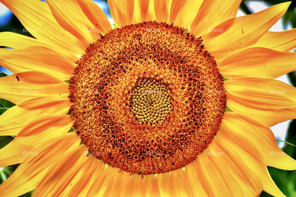 Close up of a beautiful sunflower on a summer day