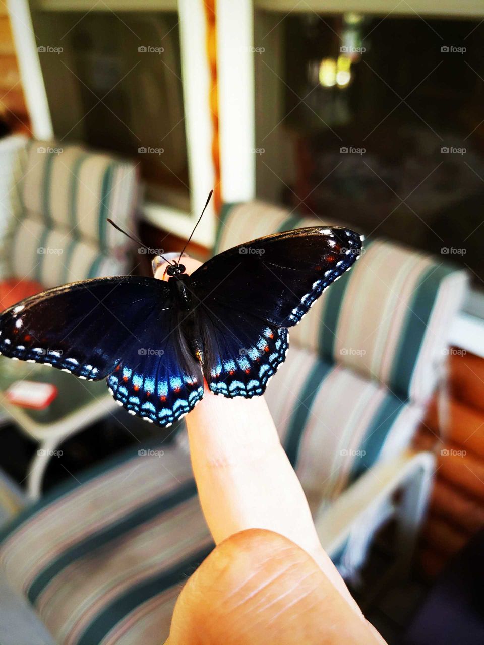 beautiful butterfly  amazing  color