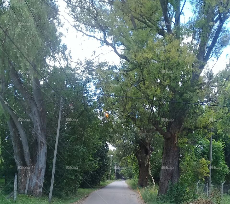 calle rural asfaltada con enormes y antiguos eucaliptos a los costados proyectando sombra gracias a sus copas gigantescas.