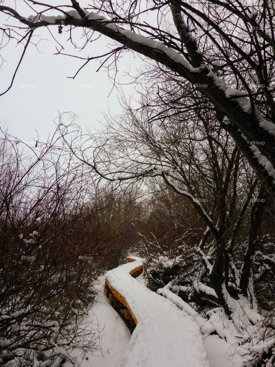 Snowy trail