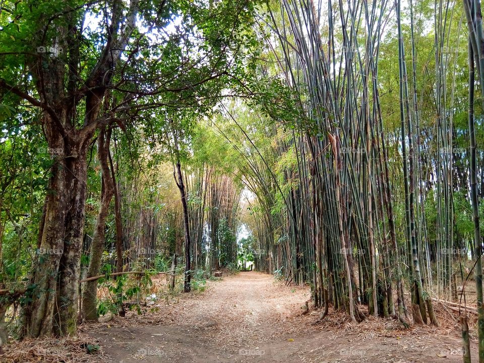 bamboo,tree
