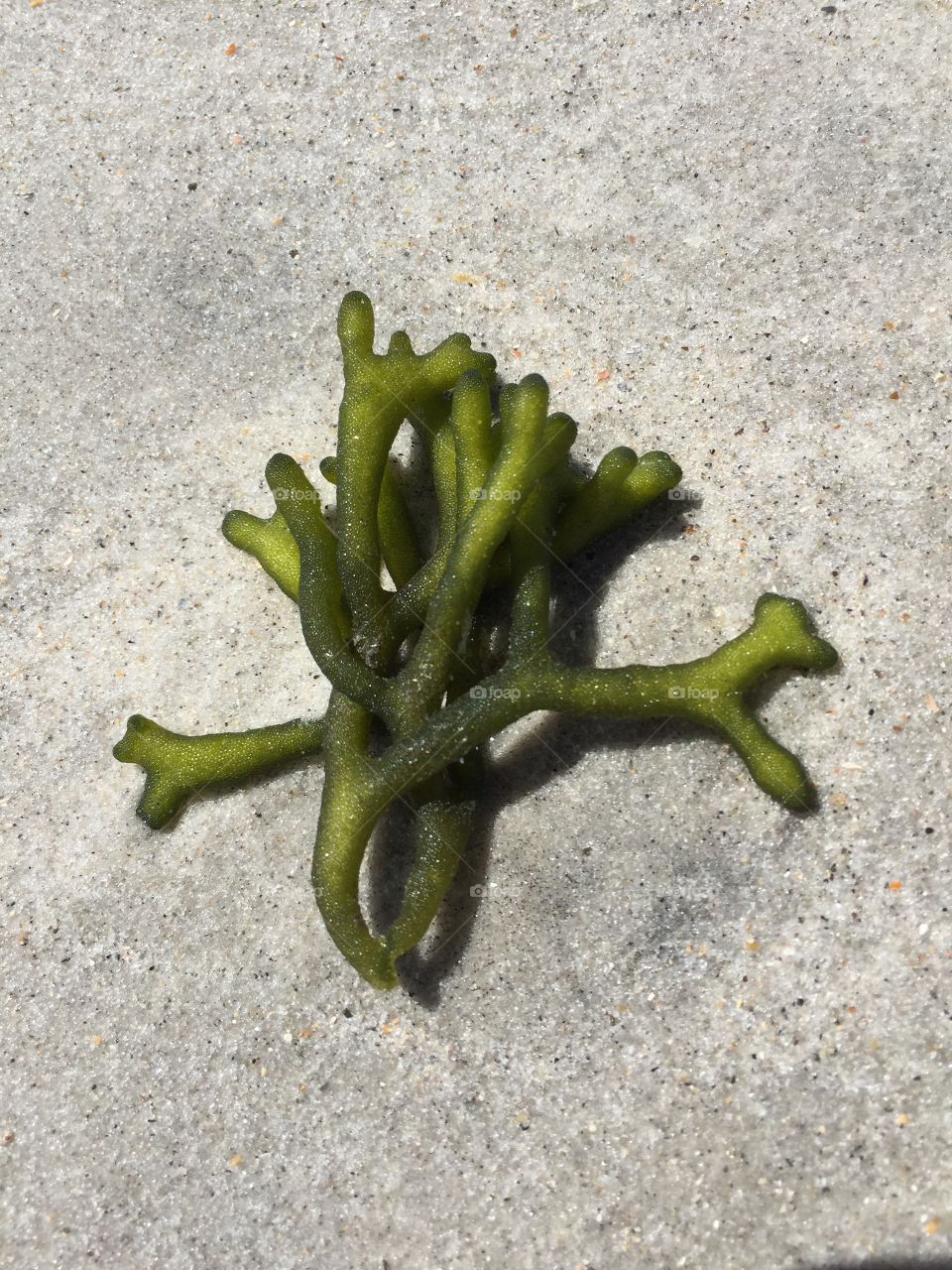 Green sea fingers.